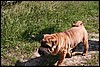 IMG_0451.JPG