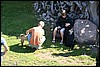 IMG_0501.JPG