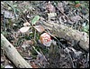PICT0151.JPG