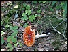 PICT0152.JPG