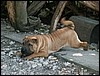 PICT0010.JPG