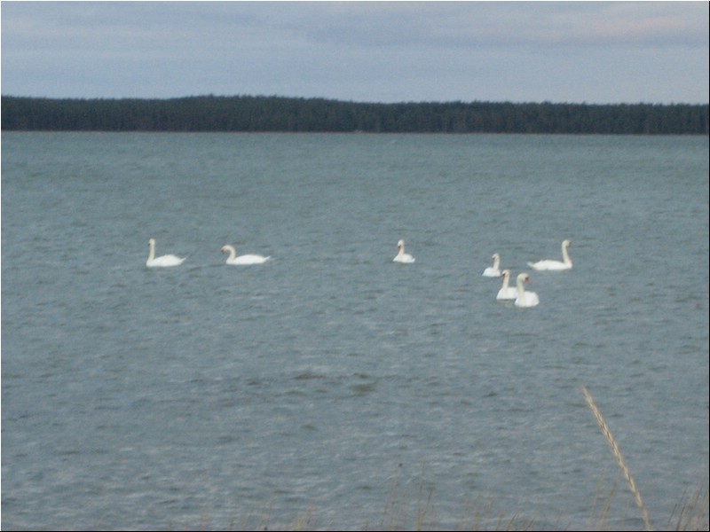 Talveretk 2008 111.jpg