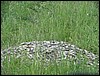 IMG_1324.JPG