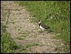 IMG_4315.JPG
