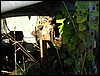 IMG_7981.JPG